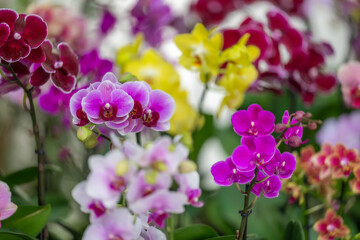 Obraz premium orchid