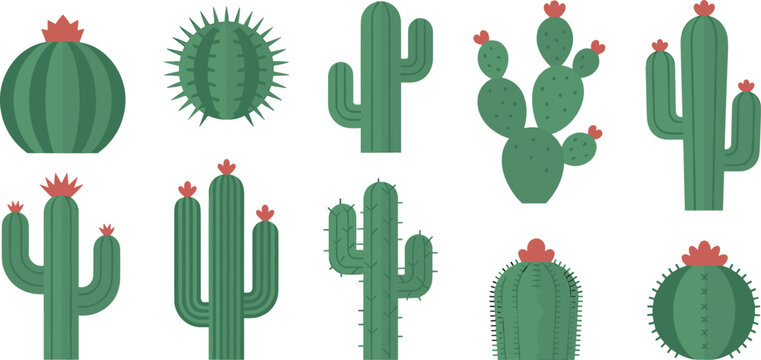 Set of various blooming cactus vector illustrations with pink flowers desert plants succulents prickly pear saguaro isolated on white background for nature design elements