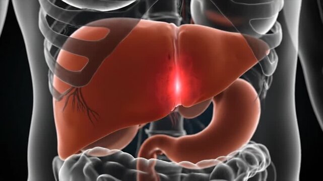 Anatomical illustration of the human liver and stomach with a glowing red area indicating pain or inflammation.