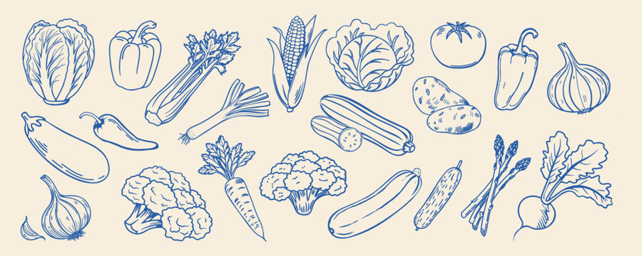 Hand drawn vegetable collection. Blue linear sketch. Food illustration.