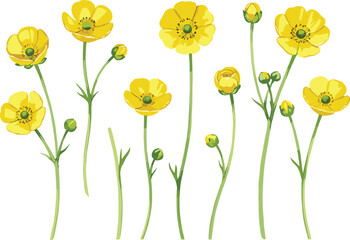 Fototapeta premium Bright Yellow Buttercup Flower Vector Set with Wildflower Blossoms and Buds for Spring Meadow Designs, Floral Stationery, and Natural Garden Backgrounds