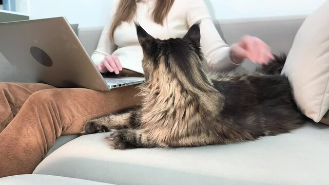 Woman uses laptop while stroking maine coon cat lying on sofa indoors. Large fluffy feline stays calm as owner combines work and care at home. Lifestyle concept of multitasking and comfort..