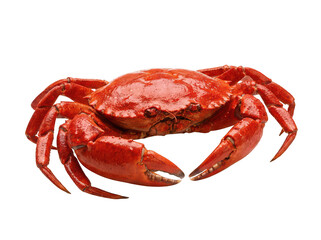 Whole boiled red rock crab featuring glossy textured shell and large claws isolated transparent background image © PNG World