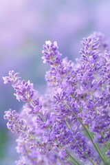 Obraz premium lavender flowers in the meadow, soft purple colors, blurred background