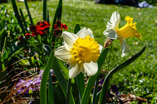Fleurs d'Annecy