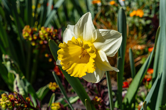 Fleurs d'Annecy