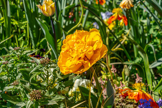 Fleurs d'Annecy