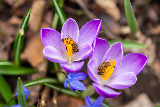 Beautiful, Delicate three-striped purple King of Stripes crocus with white stripes, close-up
