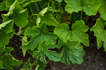 Fototapeta premium Zucchini squash plant leaves flourishing in an organic garden, showing healthy growth and symbolizing fresh produce, vegan food, and a natural lifestyle