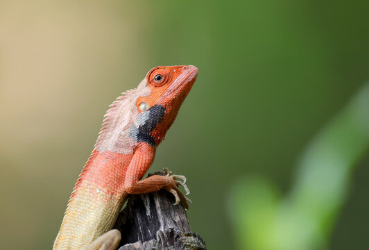 Colorful oriental garden lizard in natural light.