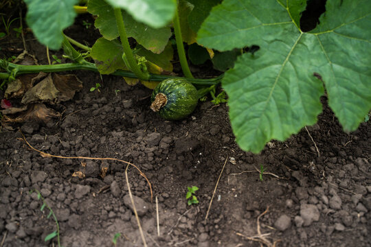 Small green pumpkin, a developing cucurbit fruit, rests on dark brown soil amidst lush green leaves and vines, representing the beginning of a seasonal harvest