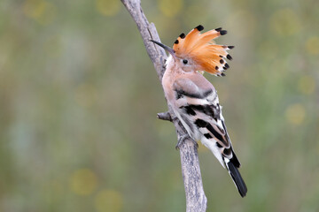 Adult Eurasian Hoopoe (Upupa epops) perched on a branch, displaying its spectacular fully opened crest against a blurred background. © VOLODYMYR KUCHERENKO