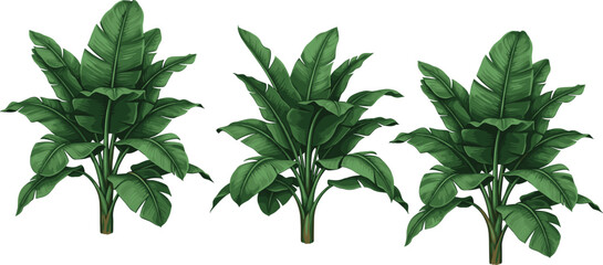 Tropical Banana Leaf Plant Set with Lush Green Exotic Palm Trees for Jungle Theme Backgrounds Summer Vacation Designs and Botanical Nature Interior Decor © Mohammad