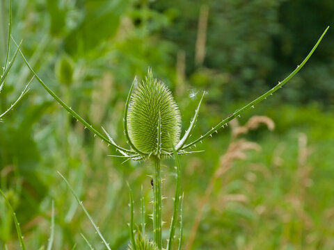  Green flower bud of a teasel. green flower bud , and stems and leaves of teasel plants - dispacus 