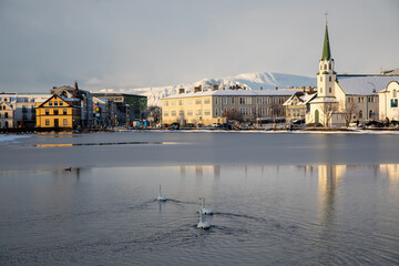 Obraz premium Swans in Tjornin pond Reykjavik illuminated by sun in winter Iceland