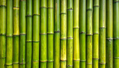 Obraz premium Green Bamboo Stalks Wall Texture Background.