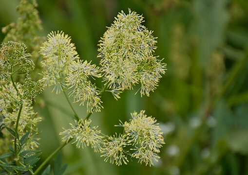 closeup of a flowering common meadow rue - Thalictrum flavum 