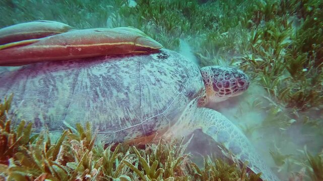 Underwater footage captures a magnificent Green Sea Turtle Chelonia mydas gracefully grazing on lush seagrass beds in clear, warm tropical waters. A remora fish is visible attached to its shell.