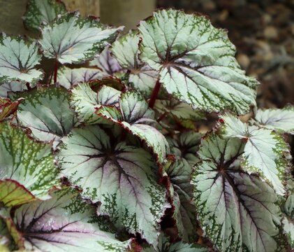 Beautiful foliage of Begonia rex (king begonia)