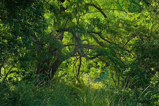  black locust tree with green summer foliage and play of sunlight and shadow 