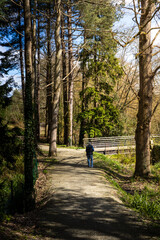 Fototapeta premium Foret