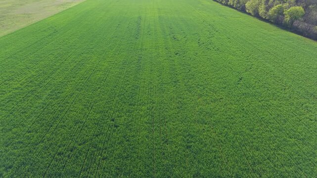 Aerial drone pull back shot over lush green farmland with crop rows in early spring in rural Oklahoma.