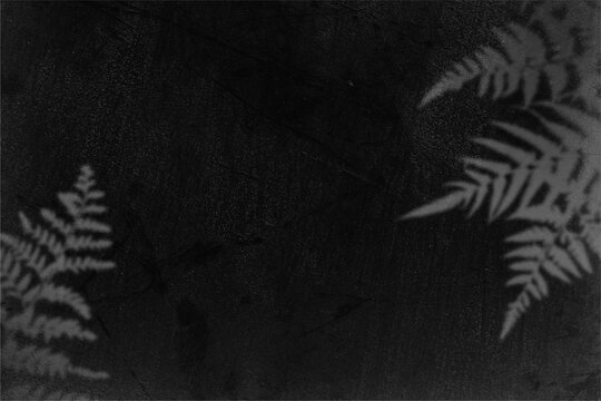 Moody black and white image of ferns in darkness, suitable for nature magazines, book covers, or website backgrounds.