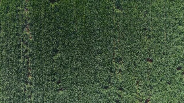 Top down aerial drone shot of green field grass waving in the wind creating natural patterns and texture in rural Oklahoma farmland.