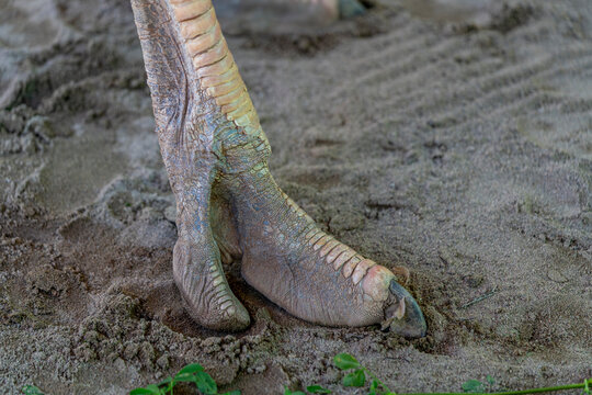 Ostrich Struthio camelus foot close up showing claw anatomy standing on sandy farm ground exotic avian livestock