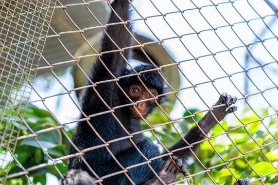 Spider monkey Ateles behind wire enclosure in tropical wildlife captivity conservation habitat environment