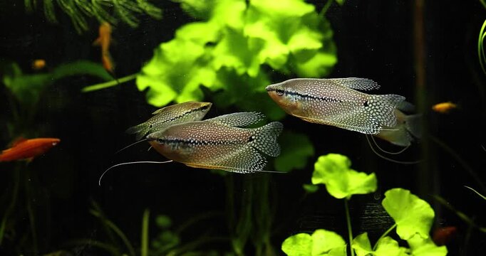 pearl gourami fish swimming close up