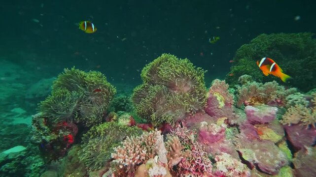 A vibrant underwater scene featuring magnificent sea anemones Heteractis magnifica and a pair of Ocellaris clownfish Amphiprion ocellaris swimming amongst colorful coral formations in a clear tropical