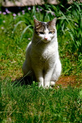 Obraz premium cat on the grass