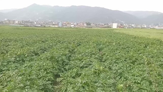 Potato Field Landscape Agricultural Land Rural Farming