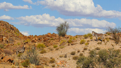 Naklejka premium Burchell's zebra on an arid rocky desert mountain in Augrabies National Park