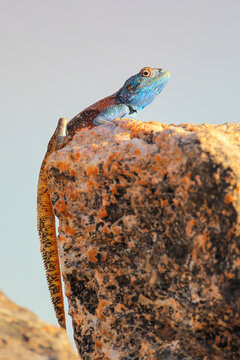 Blue headed rock agama looking for some sun in Augrabies National Park