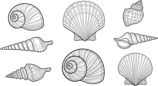 Seashell line art collection with spiral conch scallop and marine shell shapes detailed outline illustration set for coastal and beach design
