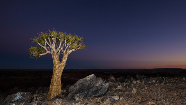 Quiver tree on top of mountain at sunset