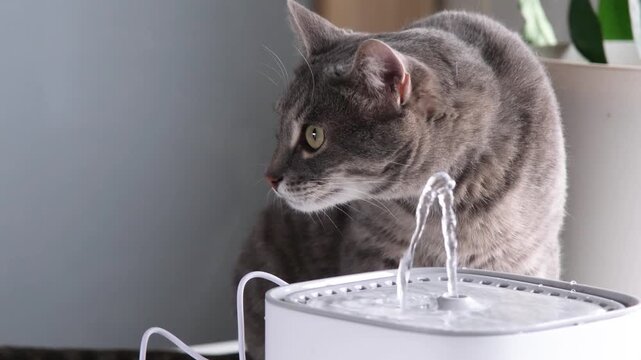 Cat drinking from automatic water fountain. Modern smart drinker for pet. Drinking fountain with replaceable filter, water quantity indicator, filter replacement at home. Prevention of urolithiasis