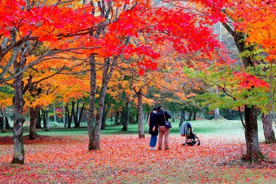 A young couple with a stroller enjoying the scenery of fiery maple foliage & fallen leaves on the meadows in the garden of Fukuhara mountain villa in Kitaurimaku, Shikaoi, Kato-gun, Hokkaido, Japan