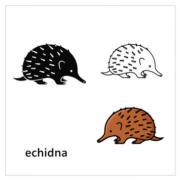 Echidna icon set vector echidna flat design echidna vector graphic echidna illustration.
