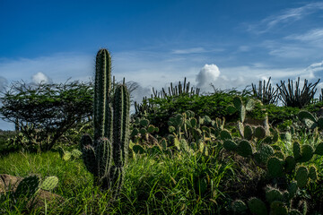 Cactus in Aruba  © Somkid