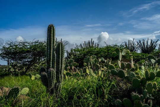 Cactus in Aruba 