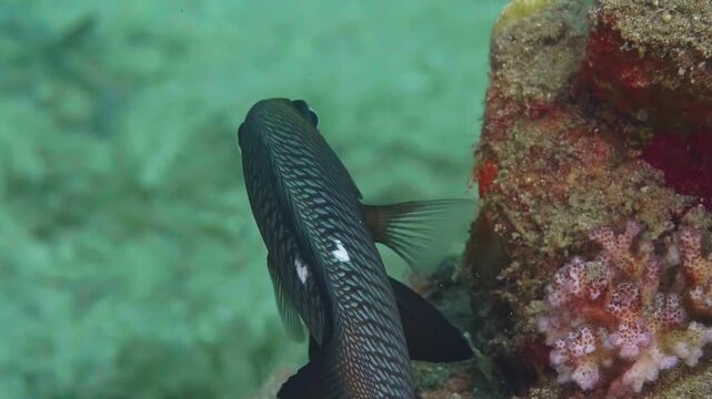 close up shot of a sleek, dark colored fish with a distinctive white mark, gracefully swimming near vibrant coral formations in crystal clear blue ocean water.
