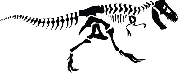 Obraz premium A detailed skeletal illustration of a theropod dinosaur in mid-stride motion