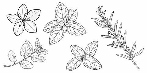 Botanical illustration of various herbs and leafy plant arrangements © Mira