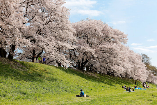 A picnic under beautiful cherry blossoms (sakura namiki) on the meadows by Sewaritei river bank in Yawatashi, Kyoto ~Sakura Hanami (admiring cherry blossoms) is a traditional leisure activity in Japan