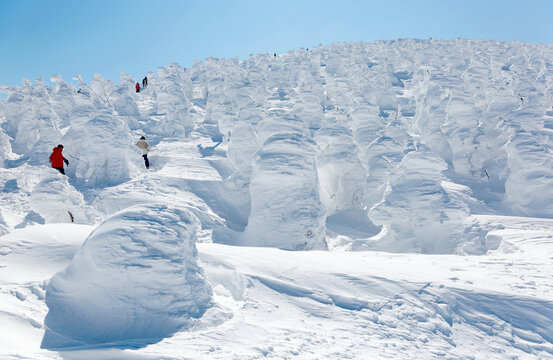 A forest of giant Juhyo (ice trees or snow monsters) on the snowy mountainside under blue clear sky on a sunny winter day, in Zao hot spring (Onsen) and ski resort, in Yamagata, Japan