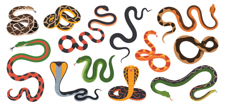 Decorative snake illustration collection, vector graphics of diverse reptiles with detailed scales, tropical patterns, and various species, ideal for educational, wildlife, and nature-themed projects.