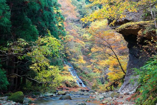 Autumn scenery of a stream flowing in a gorge & a waterfall tumbling down the mountainside with colorful foliage on the rocky cliffs, a remote & mysterious destination between Yamagata & Miyagi, Japan